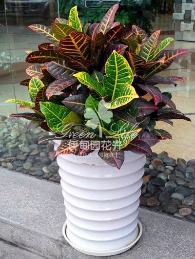 【辦公室綠植物租擺】變?nèi)~木