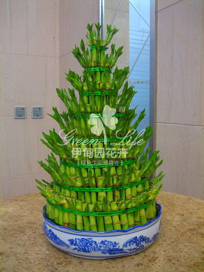 【辦公室綠植物租擺】富貴塔