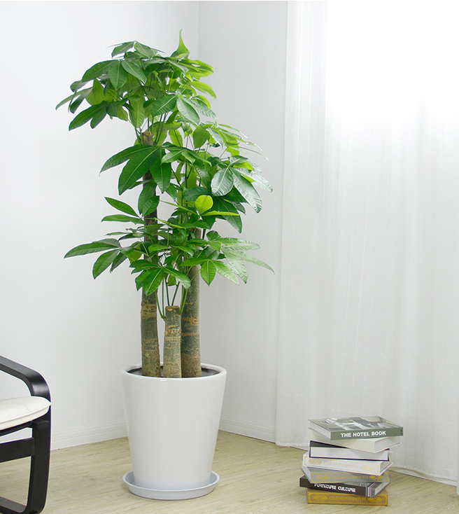 【綠植物租賃】發(fā)財樹