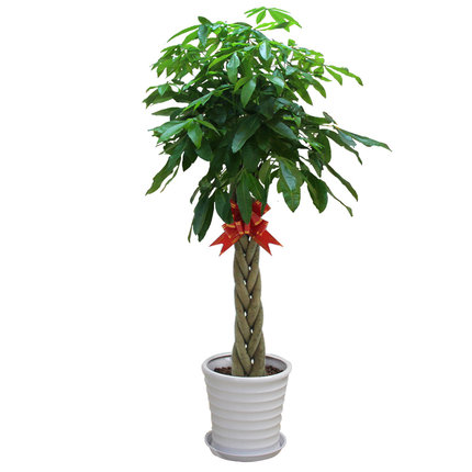【綠植物租賃】辮子發(fā)財(cái)樹