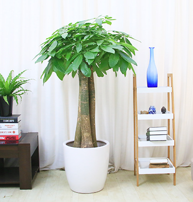 【綠植物租擺】三桿發(fā)財樹