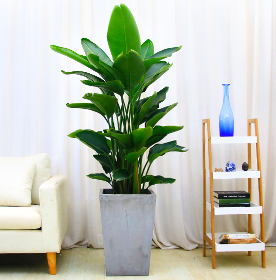 【綠植物租賃】?天堂鳥