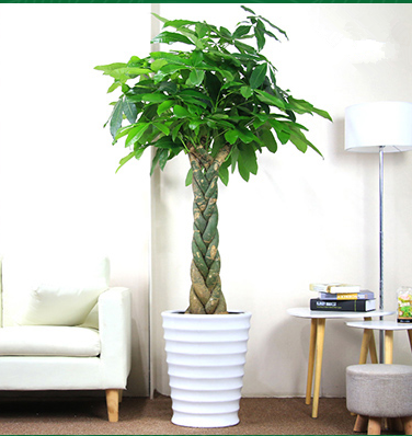 【綠植物租賃】發(fā)財樹